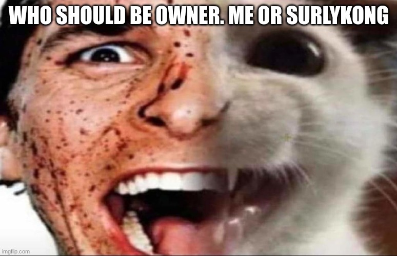 american psycho cat | WHO SHOULD BE OWNER. ME OR SURLYKONG | image tagged in american psycho cat | made w/ Imgflip meme maker