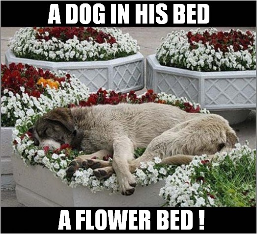 It Does Look Comfy ! | A DOG IN HIS BED; A FLOWER BED ! | image tagged in dogs,flowers,bedtime | made w/ Imgflip meme maker