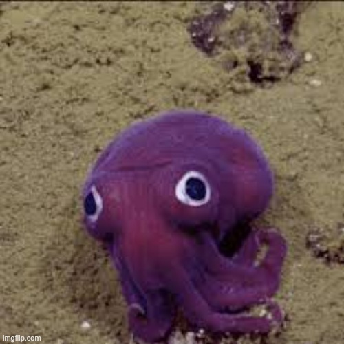 Googly eyed squid | image tagged in googly eyed squid | made w/ Imgflip meme maker