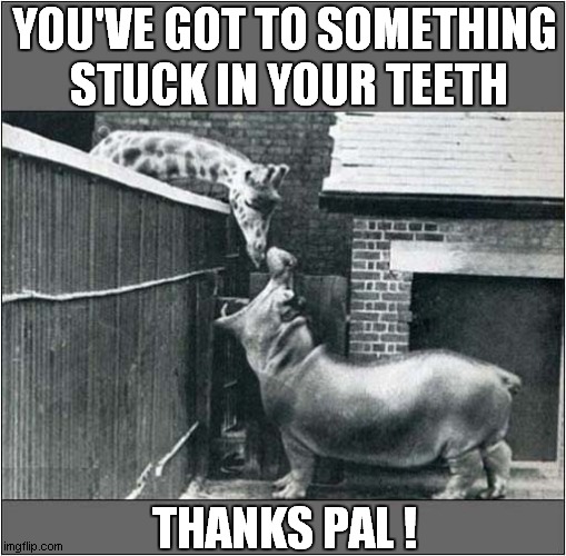 Best Friends At The Zoo ! | YOU'VE GOT TO SOMETHING
 STUCK IN YOUR TEETH; THANKS PAL ! | image tagged in best friends,zoo,giraffe,hippopotamus | made w/ Imgflip meme maker