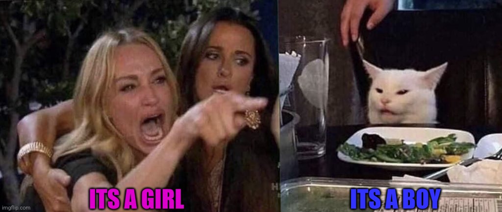 woman yelling at cat | ITS A GIRL ITS A BOY | image tagged in woman yelling at cat | made w/ Imgflip meme maker
