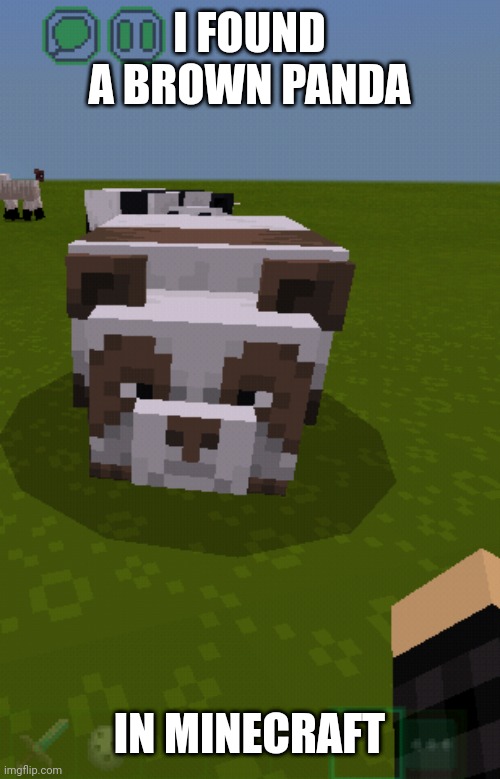 I found a brown panda | I FOUND A BROWN PANDA; IN MINECRAFT | image tagged in minecraft,minecraft memes,memes,funny | made w/ Imgflip meme maker