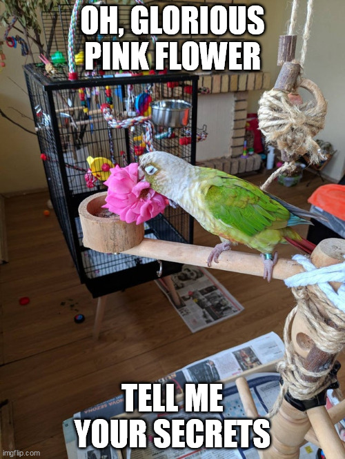 OH, GLORIOUS PINK FLOWER; TELL ME YOUR SECRETS | made w/ Imgflip meme maker
