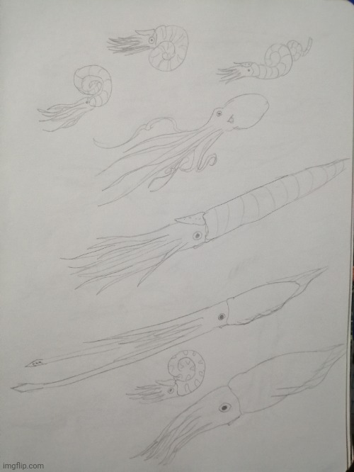 Zkuid | image tagged in drawing,creatures,evolution,squid | made w/ Imgflip meme maker