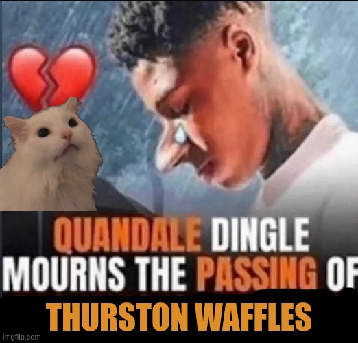 Quandale Dingle mourns the passing of Daquavious Bingleton | THURSTON WAFFLES | image tagged in the cat actually died | made w/ Imgflip meme maker