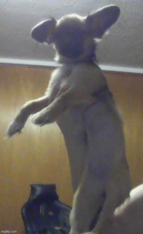 dog | made w/ Imgflip meme maker
