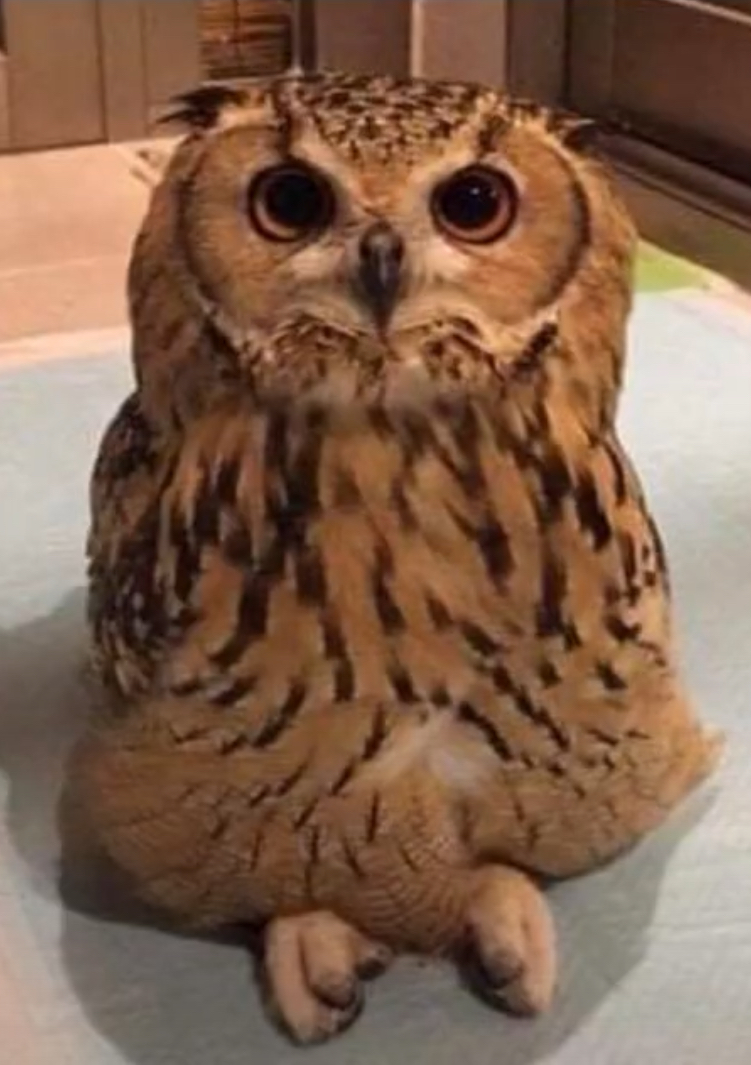 Patient Owl Boi Blank Meme Template