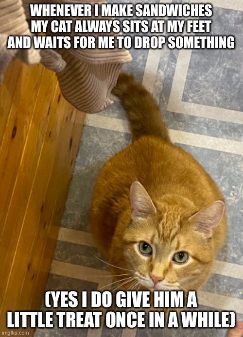 True story | WHENEVER I MAKE SANDWICHES MY CAT ALWAYS SITS AT MY FEET AND WAITS FOR ME TO DROP SOMETHING; (YES I DO GIVE HIM A LITTLE TREAT ONCE IN A WHILE) | image tagged in fat cat,cat,sandwich,meow | made w/ Imgflip meme maker