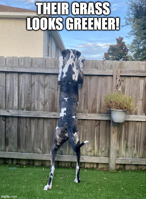 Grass is greener | THEIR GRASS LOOKS GREENER! | image tagged in dog,envy,funny animals | made w/ Imgflip meme maker