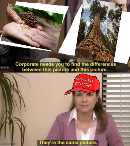They’re both trees, libtrads! Why can’t you see?? | image tagged in pro-life logic,abortion,pro-choice | made w/ Imgflip meme maker