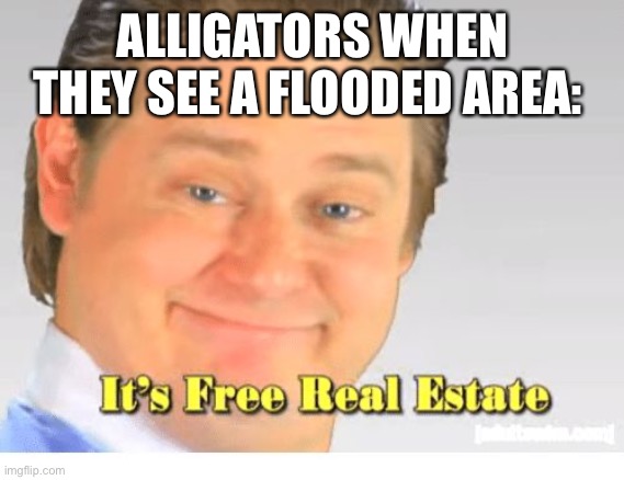 Florida |  ALLIGATORS WHEN THEY SEE A FLOODED AREA: | image tagged in it's free real estate | made w/ Imgflip meme maker