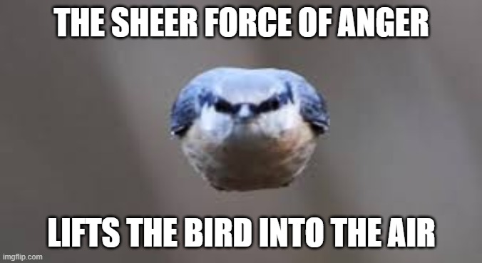 ANGRY BIRD | THE SHEER FORCE OF ANGER; LIFTS THE BIRD INTO THE AIR | image tagged in angry bird | made w/ Imgflip meme maker