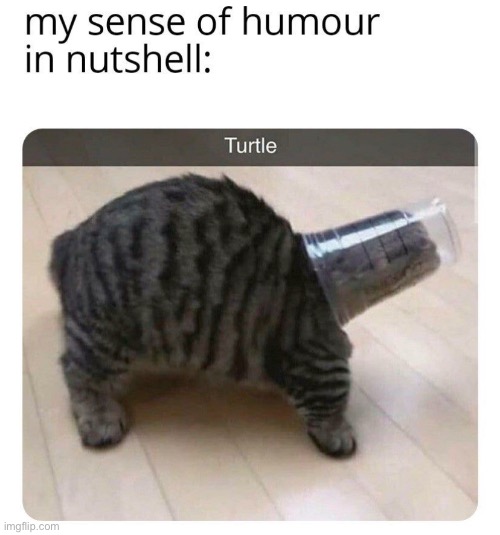 Turtle | made w/ Imgflip meme maker