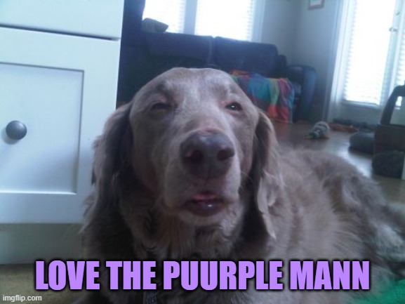 High Dog Meme | LOVE THE PUURPLE MANN | image tagged in memes,high dog | made w/ Imgflip meme maker