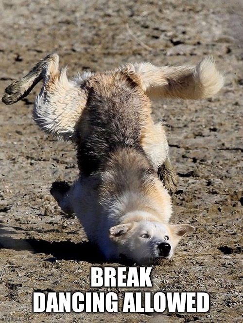 Dog Breakdancer | BREAK DANCING ALLOWED | image tagged in dog breakdancer | made w/ Imgflip meme maker