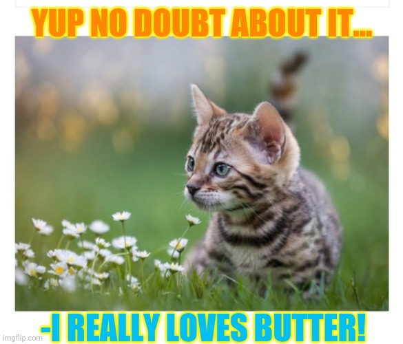 Kitty does butter test | YUP NO DOUBT ABOUT IT... -I REALLY LOVES BUTTER! | image tagged in cute cat | made w/ Imgflip meme maker
