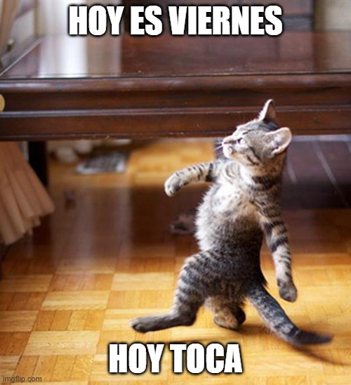 hoy es viernes | HOY ES VIERNES; HOY TOCA | image tagged in strutting kitten | made w/ Imgflip meme maker