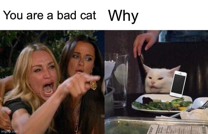 Woman Yelling At Cat Meme | You are a bad cat; Why | image tagged in memes,woman yelling at cat | made w/ Imgflip meme maker