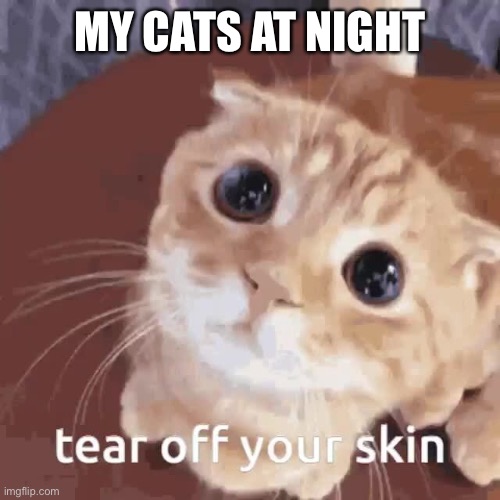 Memes = (•o• ) | MY CATS AT NIGHT | image tagged in tear off your skin | made w/ Imgflip meme maker