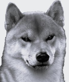 BW Doge Head Blank Meme Template