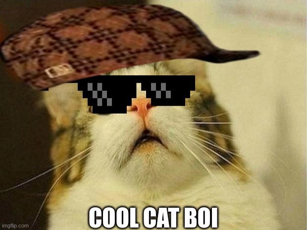Scared Cat | COOL CAT BOI | image tagged in memes,scared cat | made w/ Imgflip meme maker