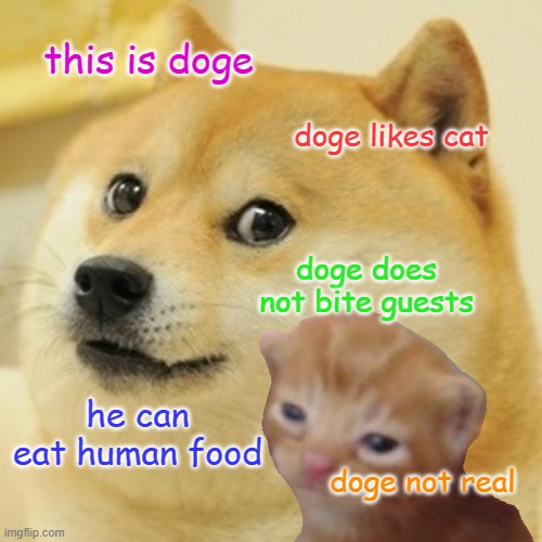 this is doge; doge likes cat; doge does not bite guests; he can eat human food; doge not real | image tagged in doge | made w/ Imgflip meme maker