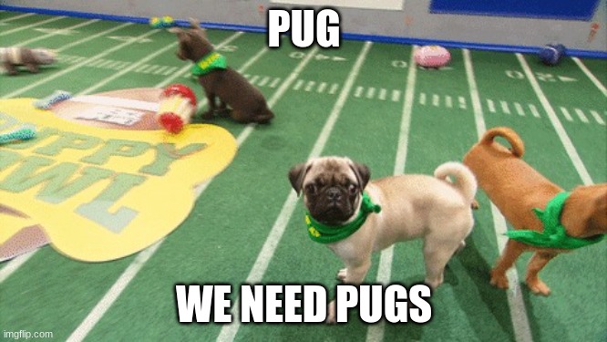 puppy boul | PUG; WE NEED PUGS | image tagged in puppy boul,pug | made w/ Imgflip meme maker