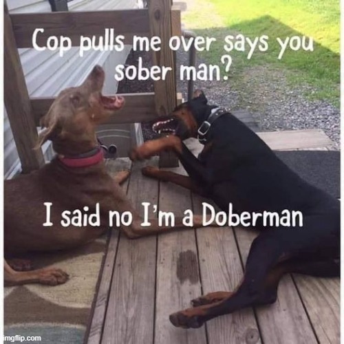 doberman | made w/ Imgflip meme maker