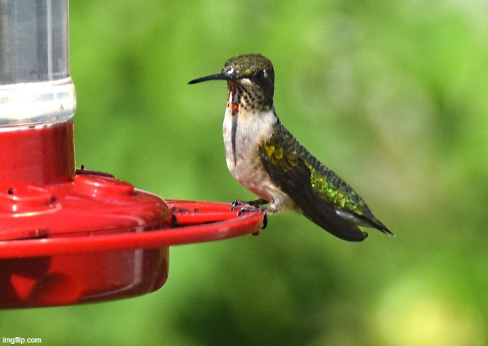 humming bird Imgflip humming bird Imgflip