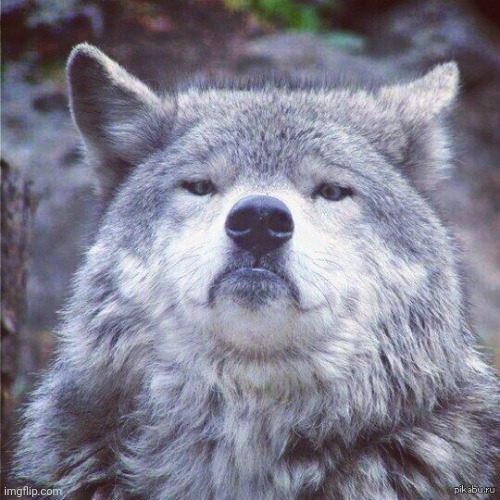 Gorgeous wolf | image tagged in gorgeous wolf | made w/ Imgflip meme maker