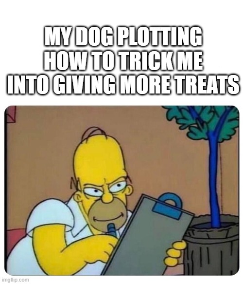 homer plotting | MY DOG PLOTTING HOW TO TRICK ME INTO GIVING MORE TREATS | image tagged in homer simpson clipboard,dog memes,simpsons,funny,evil plotting raccoon | made w/ Imgflip meme maker