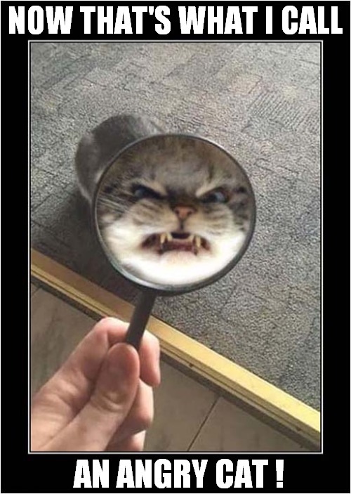 Let's Take A Closer Look ! | NOW THAT'S WHAT I CALL; AN ANGRY CAT ! | image tagged in cats,now thats what i call,angry cat | made w/ Imgflip meme maker