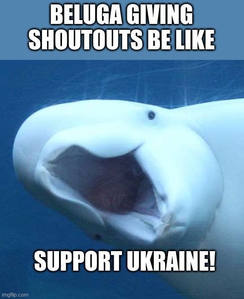 suprised beluga whale | BELUGA GIVING SHOUTOUTS BE LIKE; SUPPORT UKRAINE! | image tagged in suprised beluga whale | made w/ Imgflip meme maker