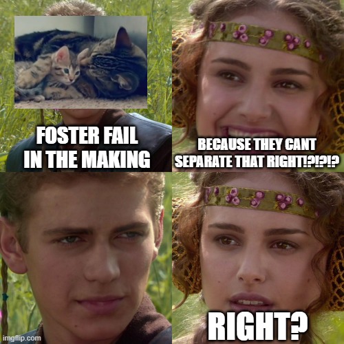 Anakin Padme 4 Panel | FOSTER FAIL IN THE MAKING; BECAUSE THEY CANT SEPARATE THAT RIGHT!?!?!? RIGHT? | image tagged in anakin padme 4 panel,memes | made w/ Imgflip meme maker