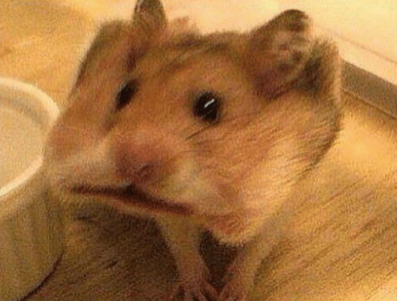 hamster with a cracker in it's mouth Blank Meme Template