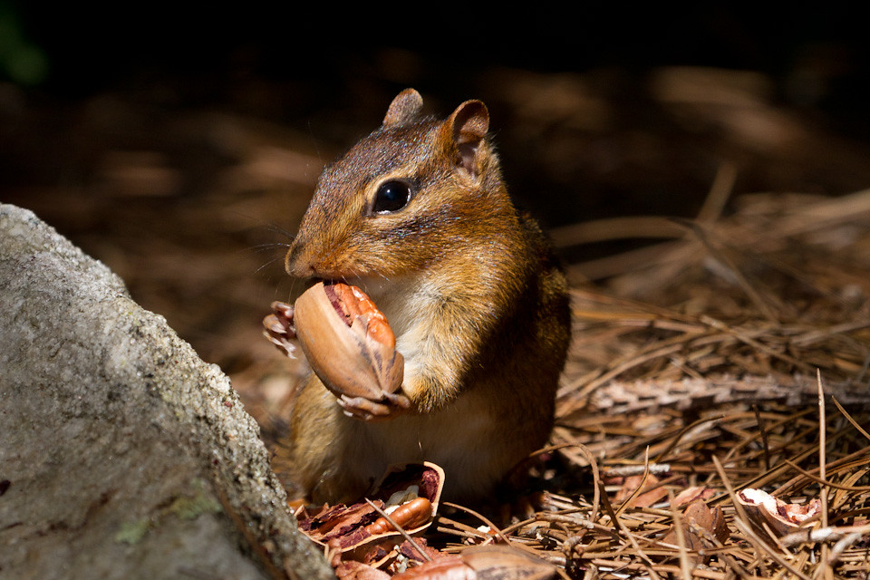 Chipmunk eating a pecan Blank Meme Template