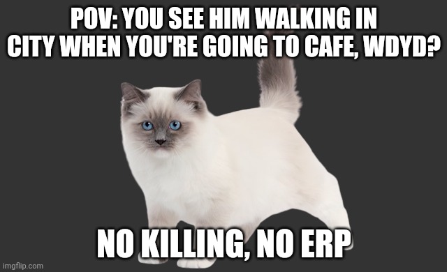 Birman OC | POV: YOU SEE HIM WALKING IN CITY WHEN YOU'RE GOING TO CAFE, WDYD? NO KILLING, NO ERP | image tagged in birman oc | made w/ Imgflip meme maker