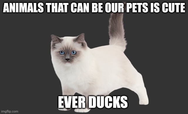 Birman OC | ANIMALS THAT CAN BE OUR PETS IS CUTE; EVER DUCKS | image tagged in birman oc | made w/ Imgflip meme maker