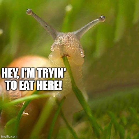 HEY, I'M TRYIN' TO EAT HERE! | image tagged in meme,memes,humor,animals | made w/ Imgflip meme maker