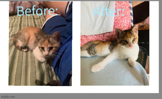 The before is when I first got her the after is now | made w/ Imgflip meme maker