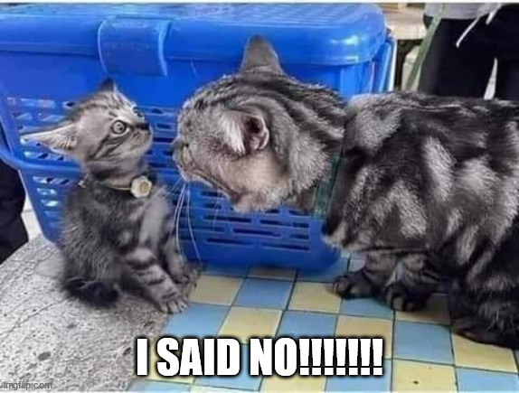 I SAID NO!!!! | I SAID NO!!!!!!! | image tagged in cats,moms | made w/ Imgflip meme maker