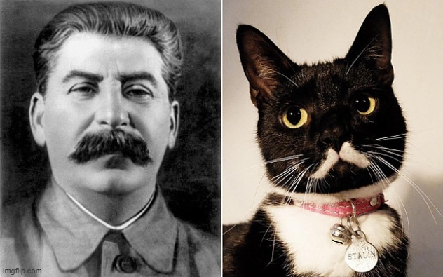 the cat is actually named after stalin | made w/ Imgflip meme maker