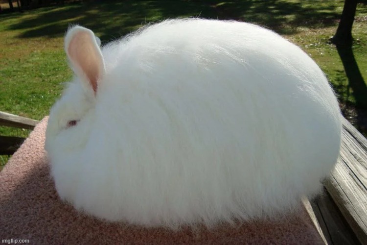 chonk | made w/ Imgflip meme maker
