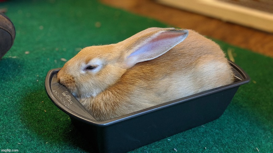 help my bread turned into a rabbit | made w/ Imgflip meme maker