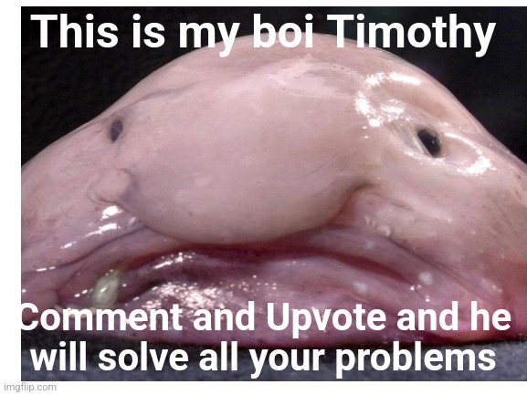 This is my boi Timothy; Comment and Upvote and he will solve all your problems | image tagged in blobfish | made w/ Imgflip meme maker