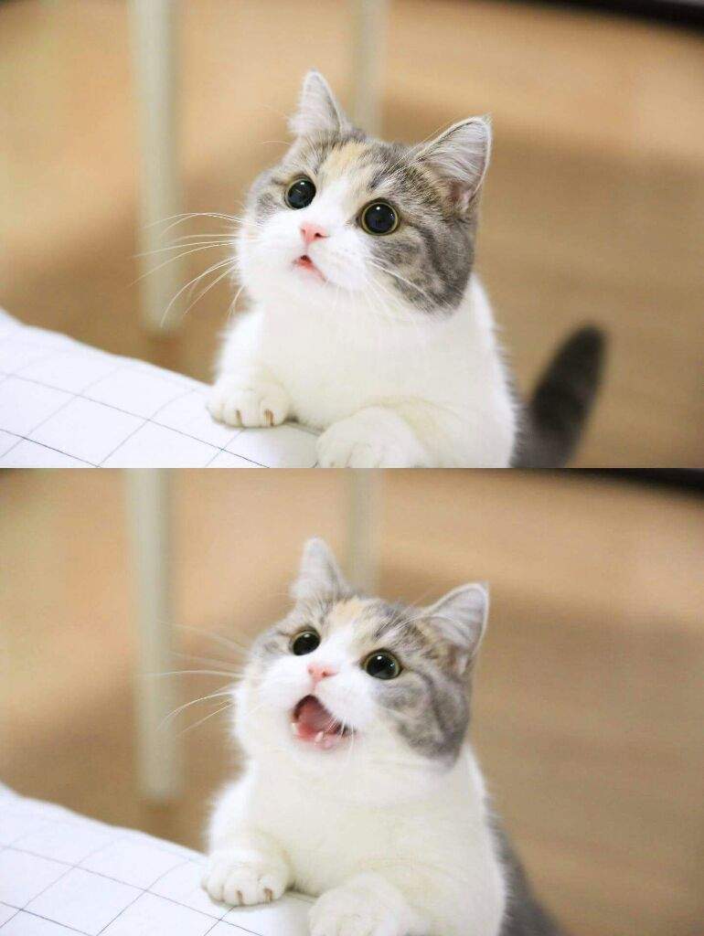 High Quality the kat Blank Meme Template