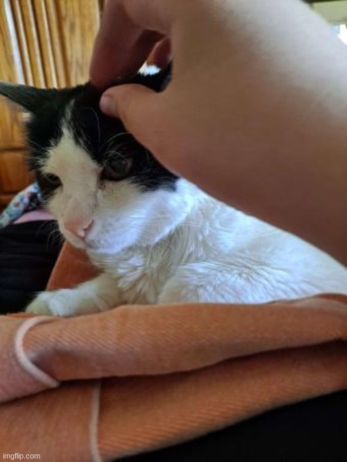 she has no claws (pic taken at my grandma-in-law's house) | made w/ Imgflip meme maker