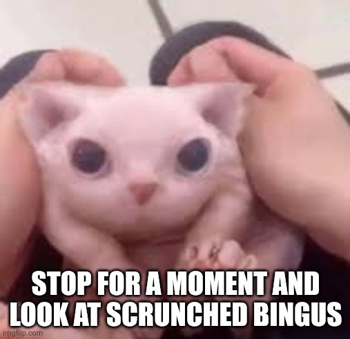 Scrunched Bingus | STOP FOR A MOMENT AND LOOK AT SCRUNCHED BINGUS | image tagged in scrunched bingus | made w/ Imgflip meme maker