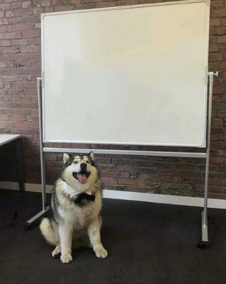 Dog's Presentation Blank Meme Template