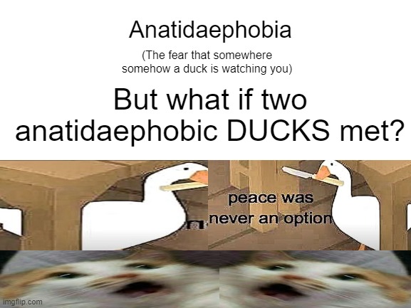 P E A C E W A S N E V E R A N O P T I O N . ( O N L Y A N X I E T Y ) | Anatidaephobia; (The fear that somewhere somehow a duck is watching you); But what if two anatidaephobic DUCKS met? | image tagged in blank white template | made w/ Imgflip meme maker